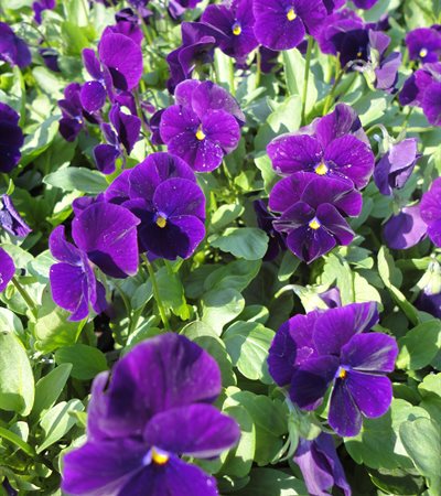 Viola Sorbet® XP Purple